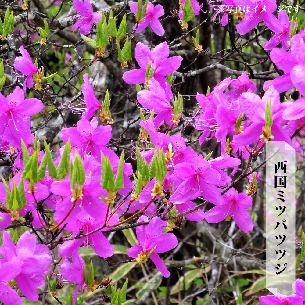 西国ミツバツツジ 根巻き大苗 【大型宅配便】 北海道・沖縄・離島不可