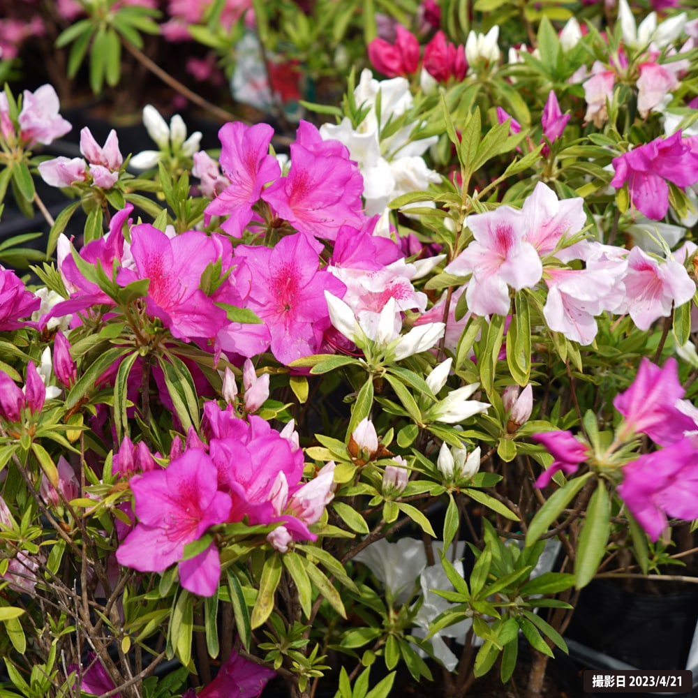 ツツジ 一重 三色咲き トリカラー 1