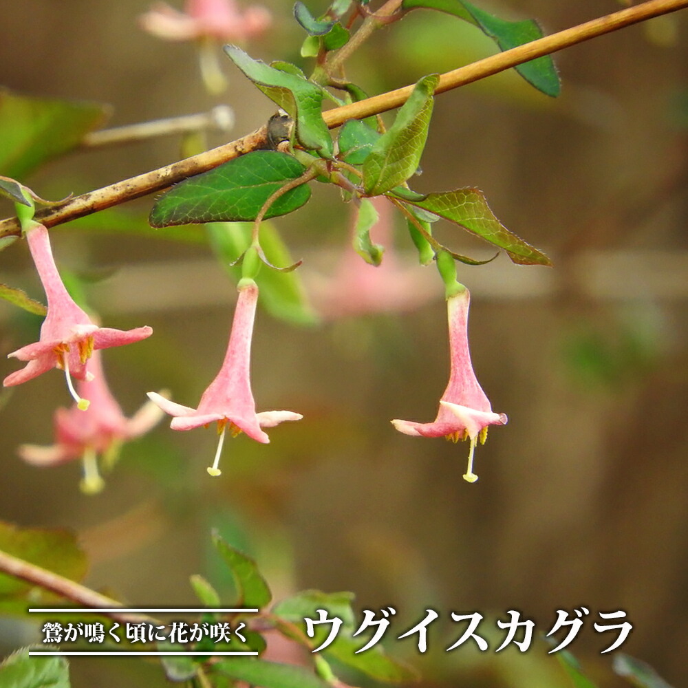 ウグイスカグラ  