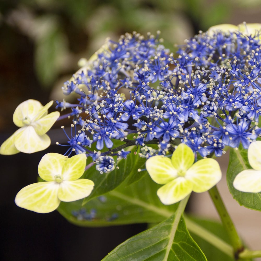 アジサイ 大島緑花  1