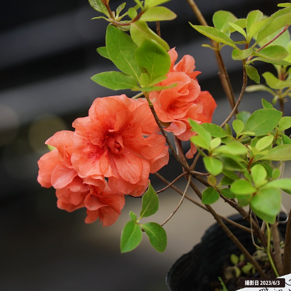 ツツジ 八重咲 1