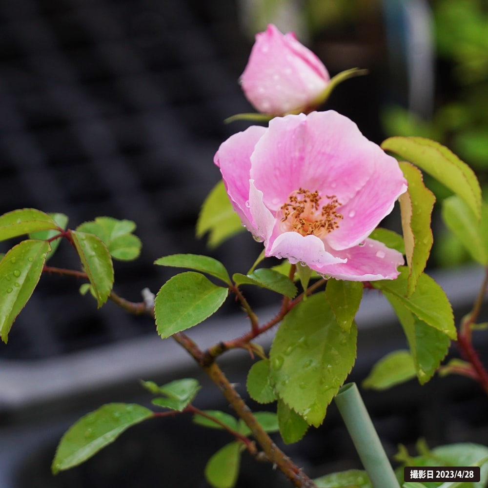 バラ ハトヤバラ 3