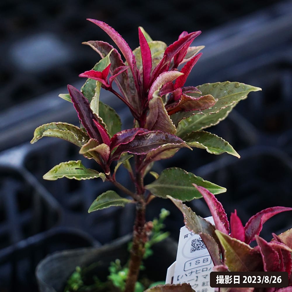 マンリョウ 紅孔雀 3