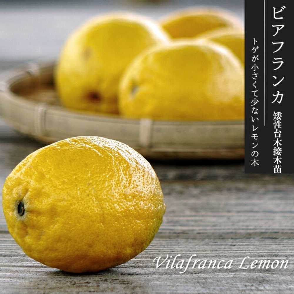 柑橘 YDビアフランカ 