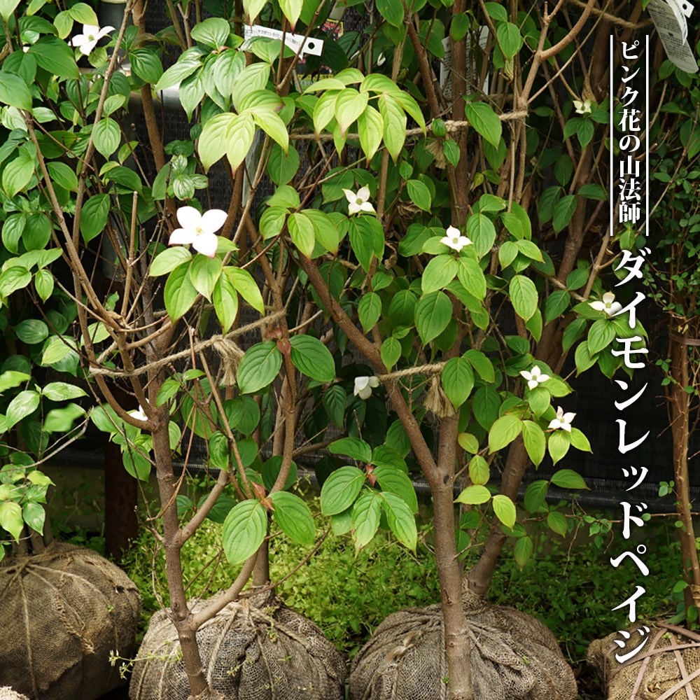 ヤマボウシ ダイモンレッド 3