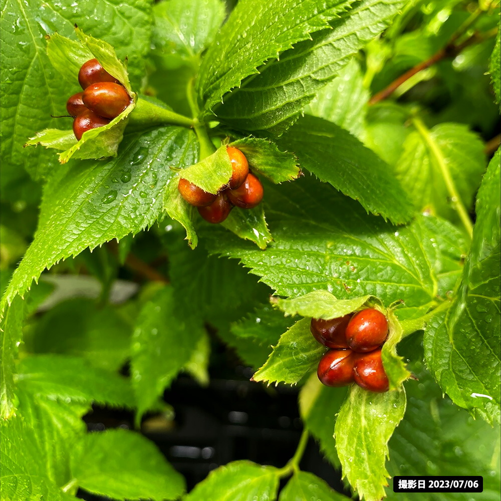 シロヤマブキ  2