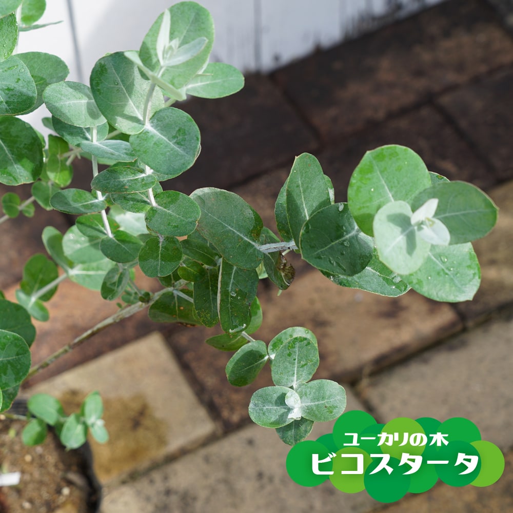 ユーカリ ビコスタータ 