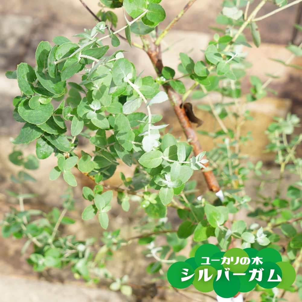 ユーカリ シルバーガム 
