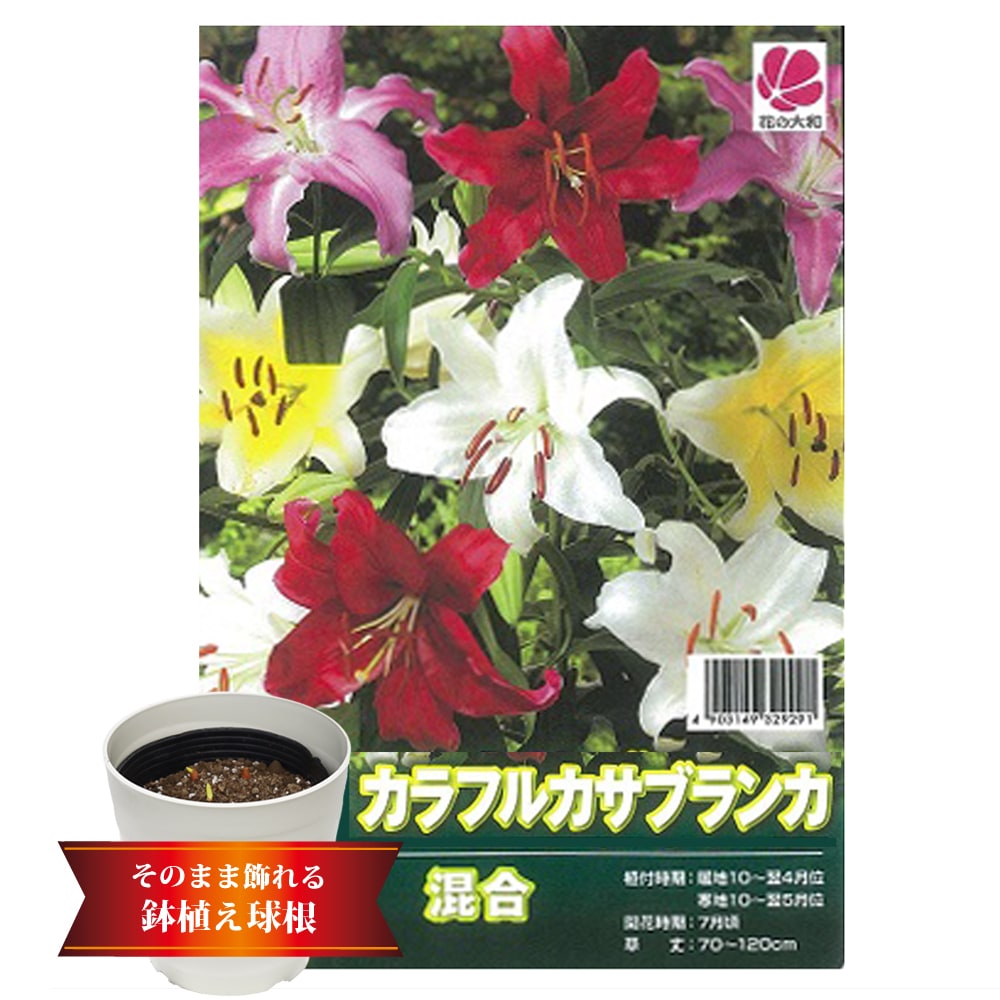 ユリ カラフルカサブランカ 