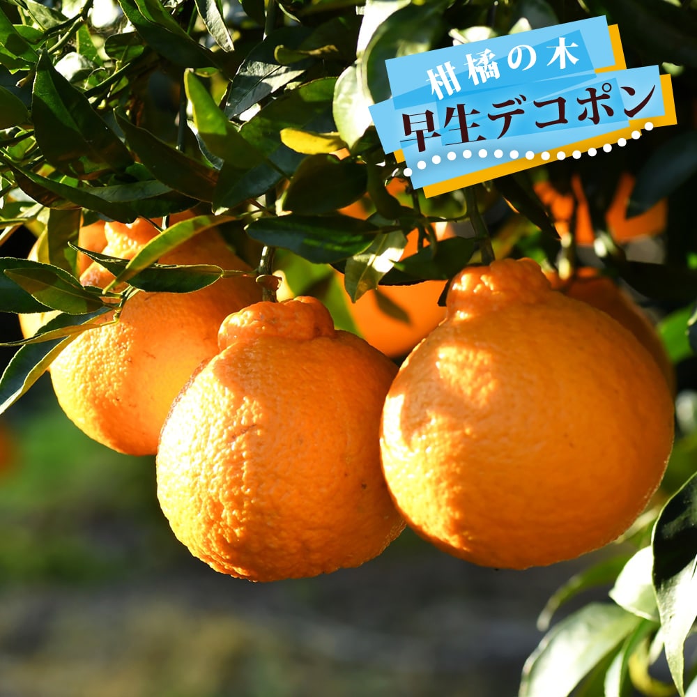 柑橘 早生デコポン 