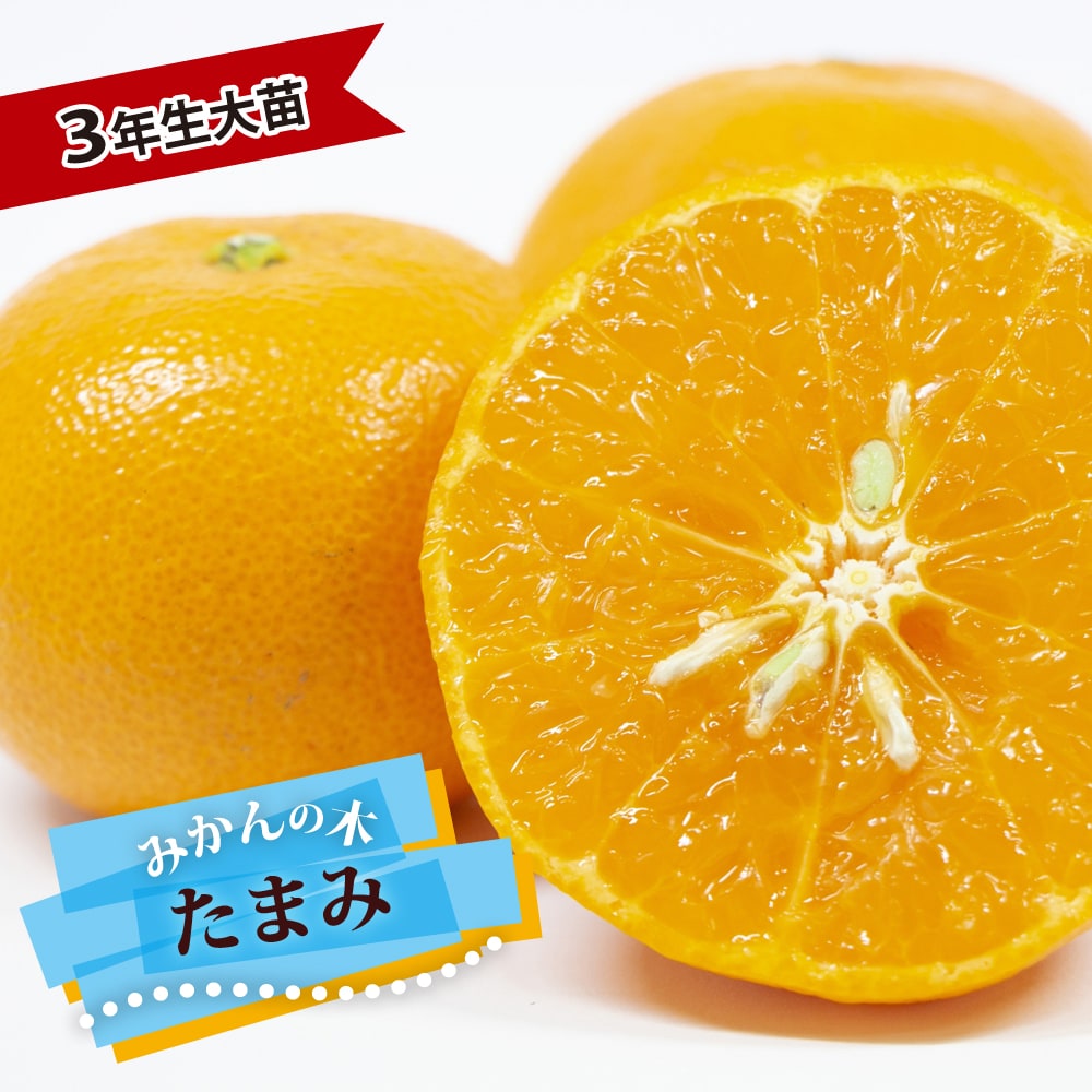 柑橘 たまみ 