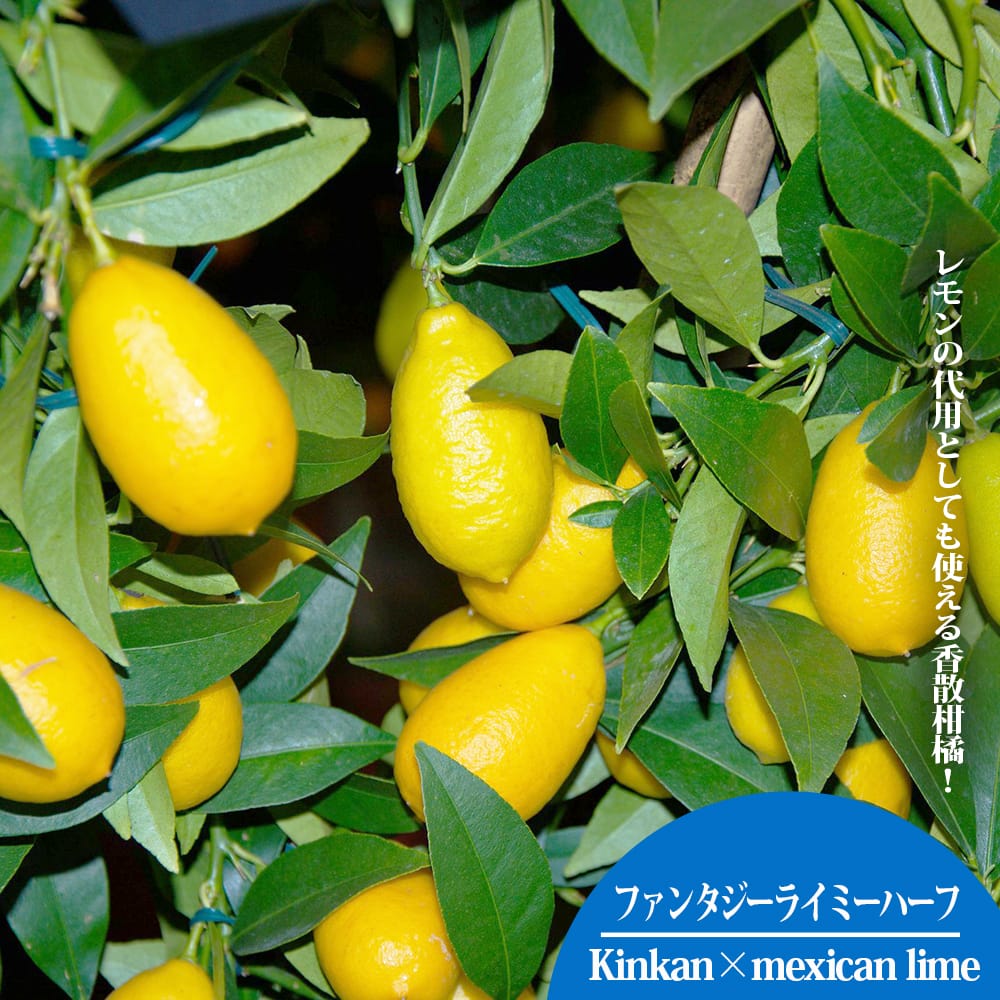柑橘 ファンタジーライミーハーフ 
