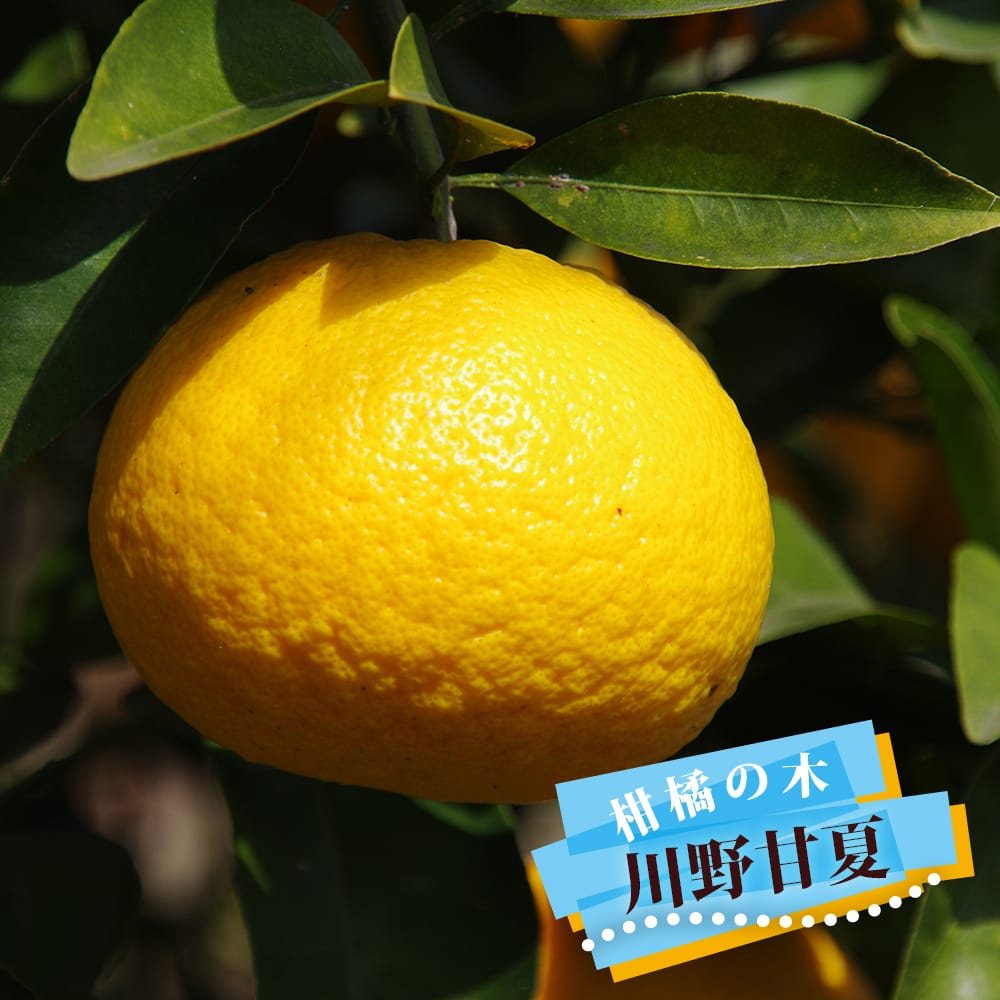 柑橘 雑柑類 川野甘夏 苗 販売 苗木部 By 花ひろばオンライン