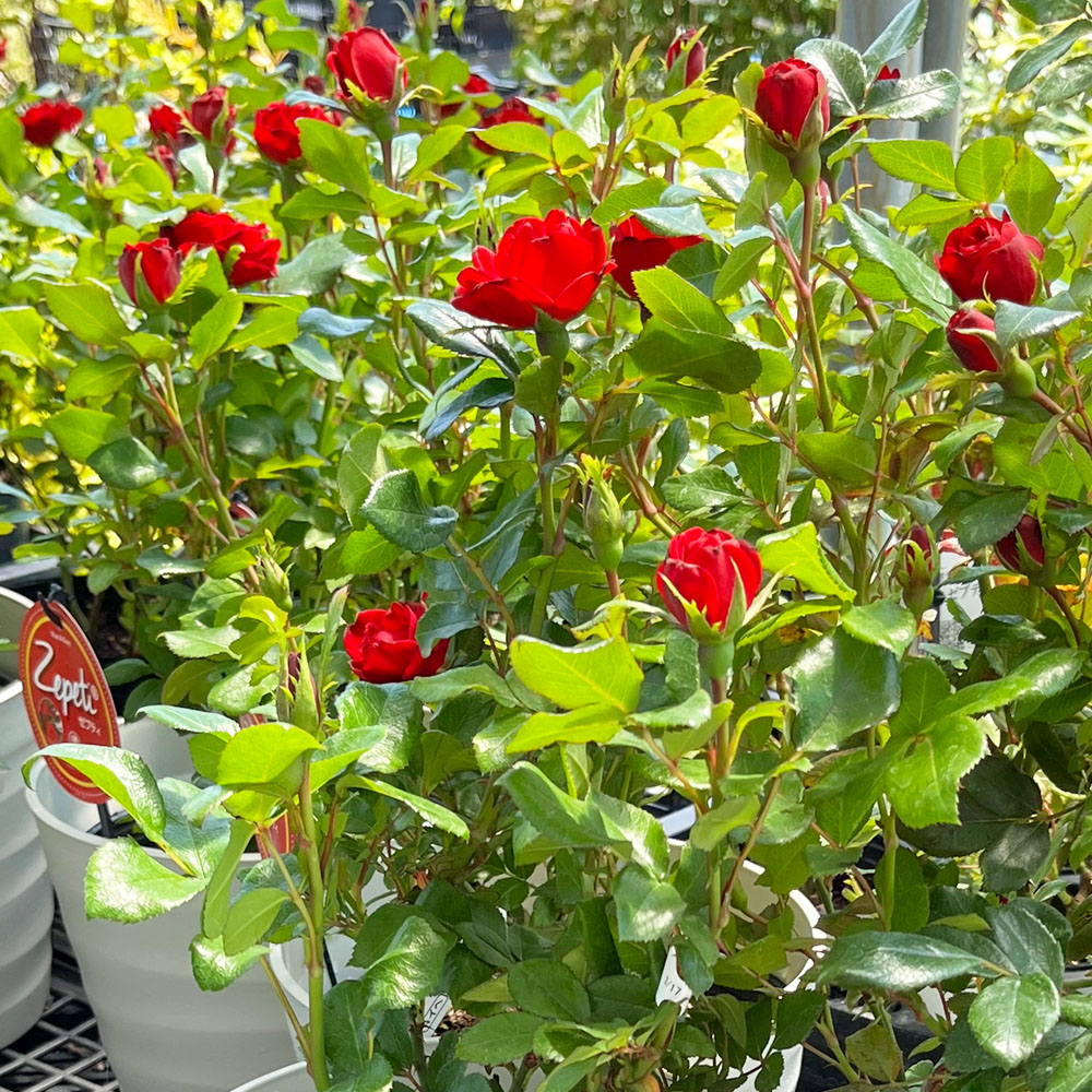 バラ ゼプティ レッド 4