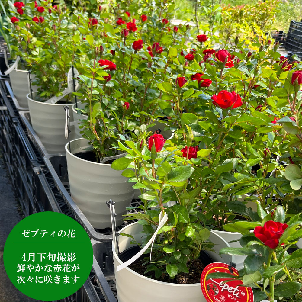 バラ ゼプティ レッド 3
