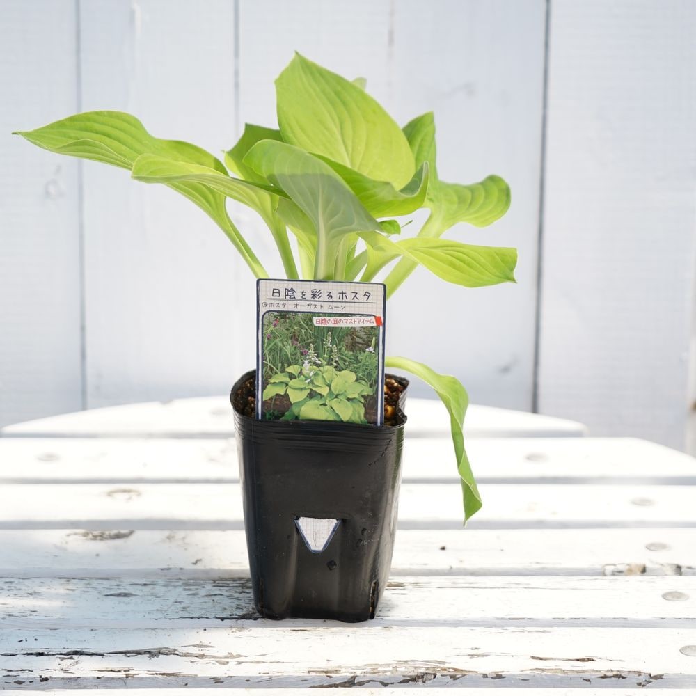 ホスタ オーガストムーン 