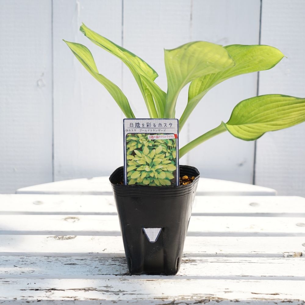 ホスタ ゴールドスタンダード 