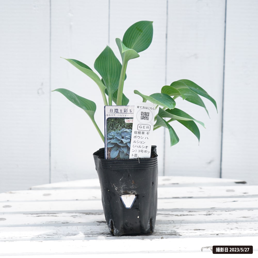 ホスタ ハルシオン 2