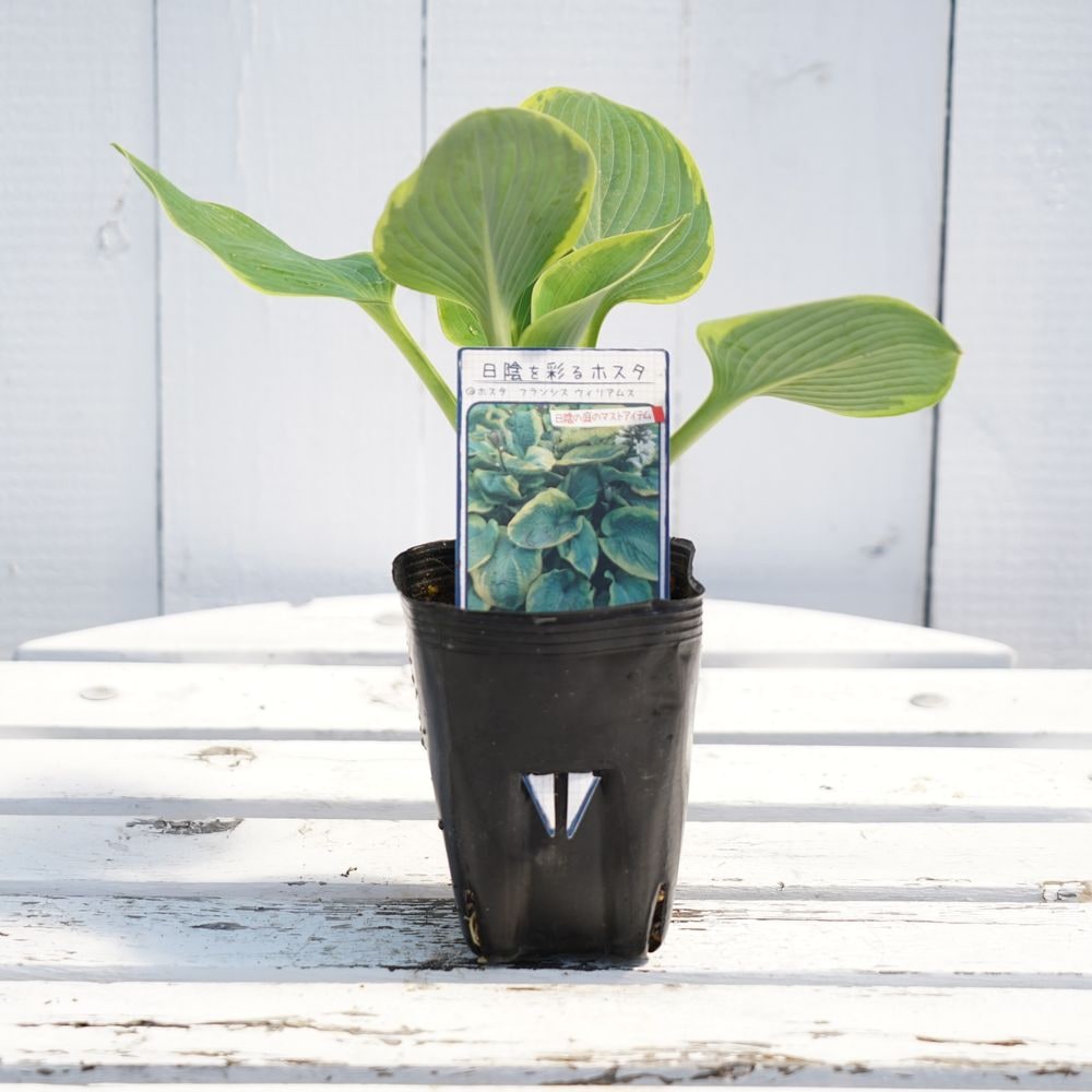 ホスタ フランシスウィリアムス 