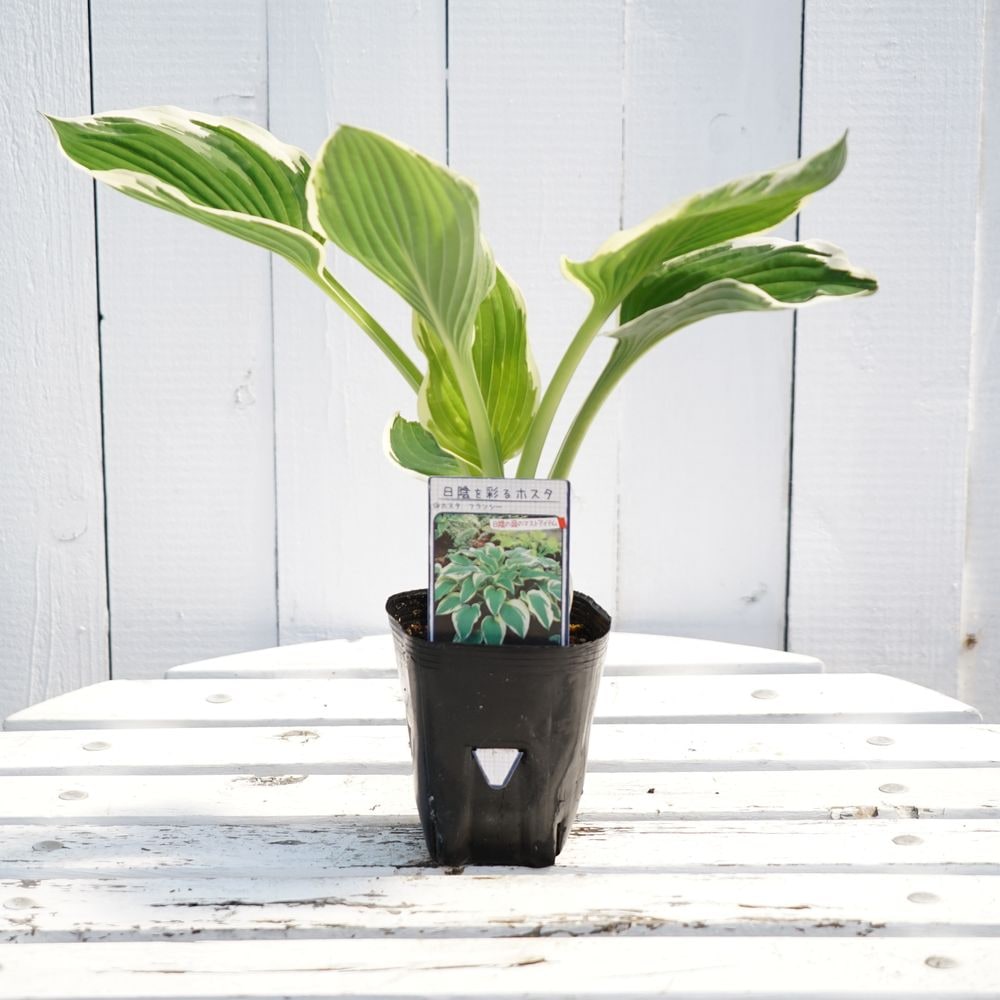 ホスタ フランシー 