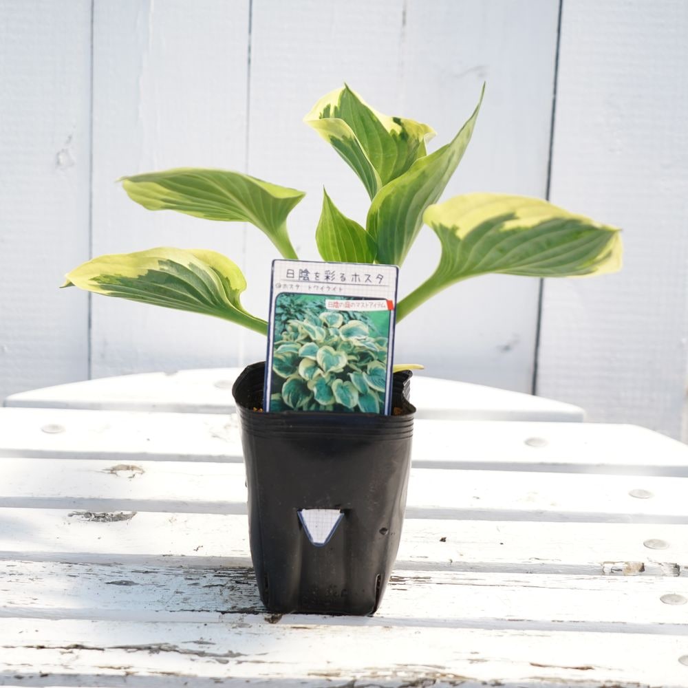 ホスタ トワイライト 