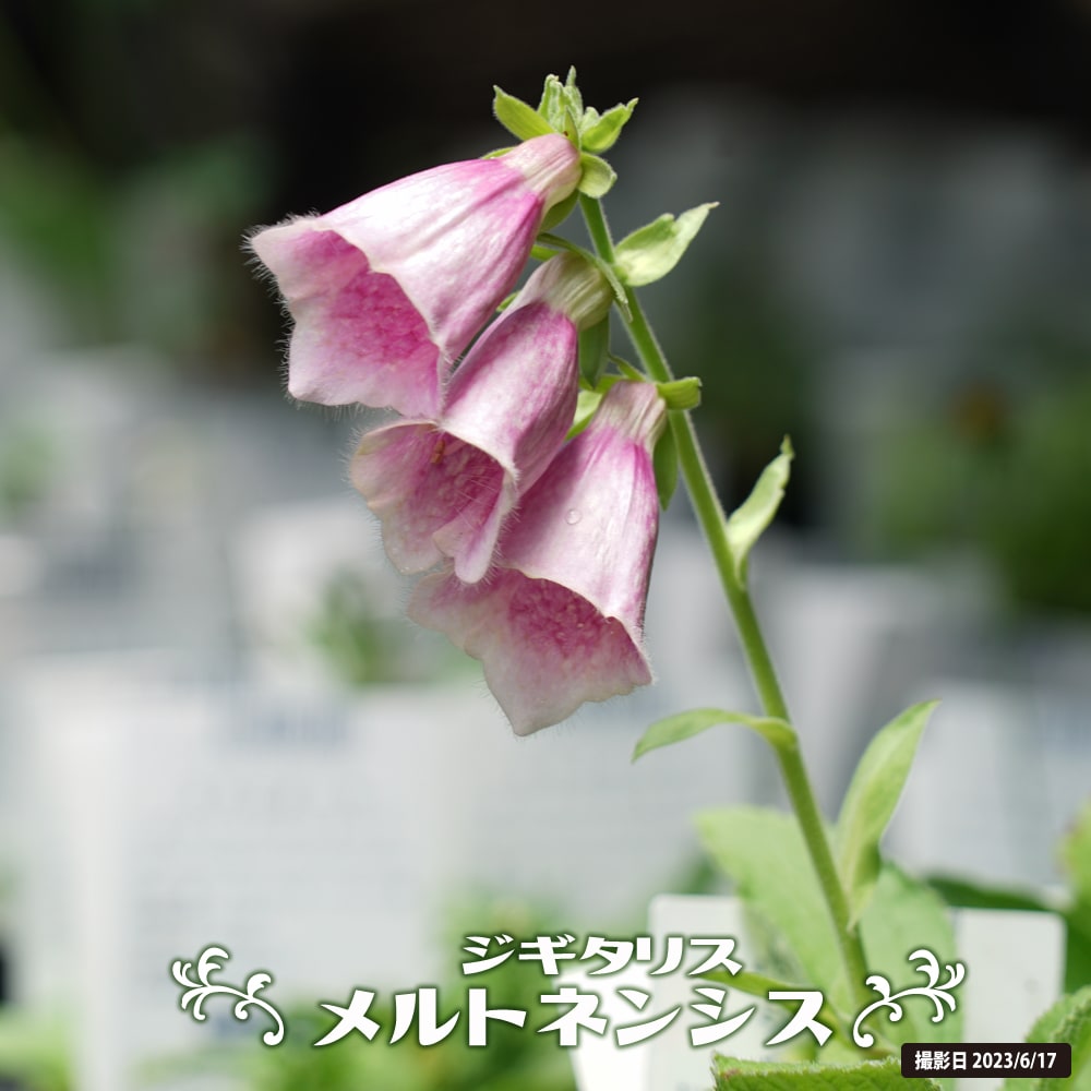 ジギタリス メルトネンシス 