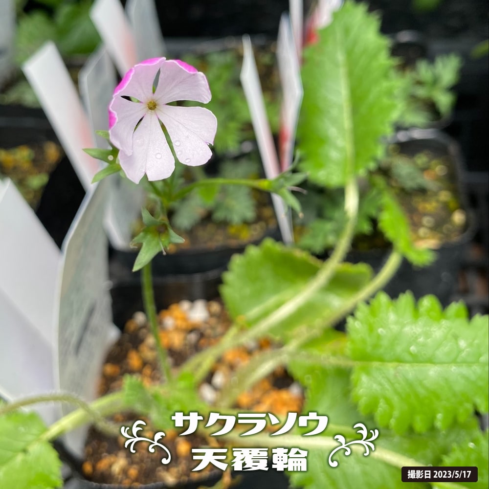 サクラソウ 天覆輪  