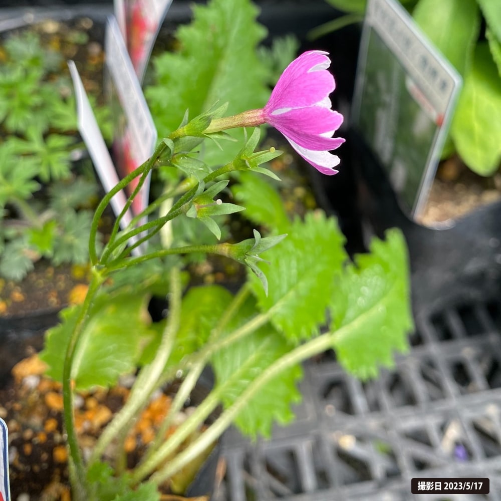 サクラソウ 天覆輪  