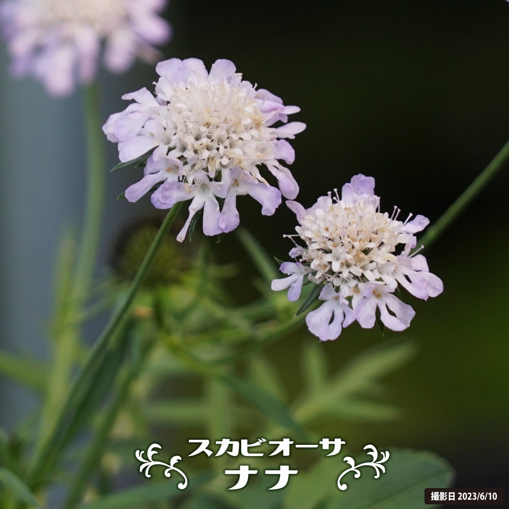 スカビオーサ ナナ 