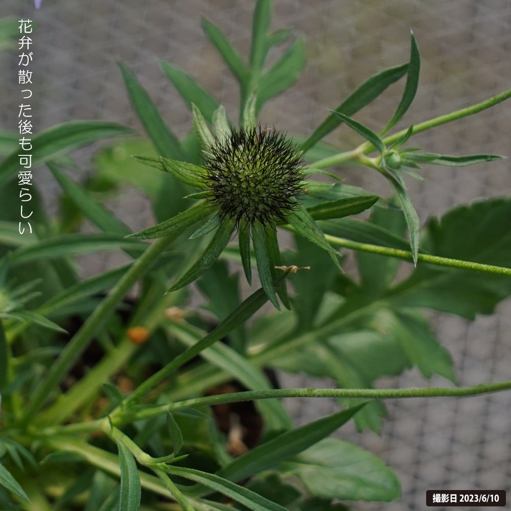 スカビオーサ ナナ 1