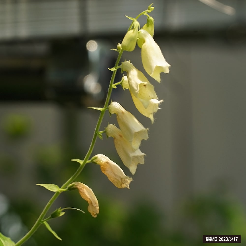 ジギタリス アンビグア 1