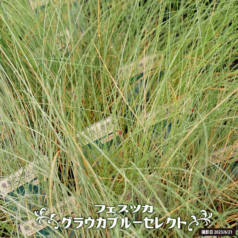 フェスツカ グラウカ ブルーセレクト 