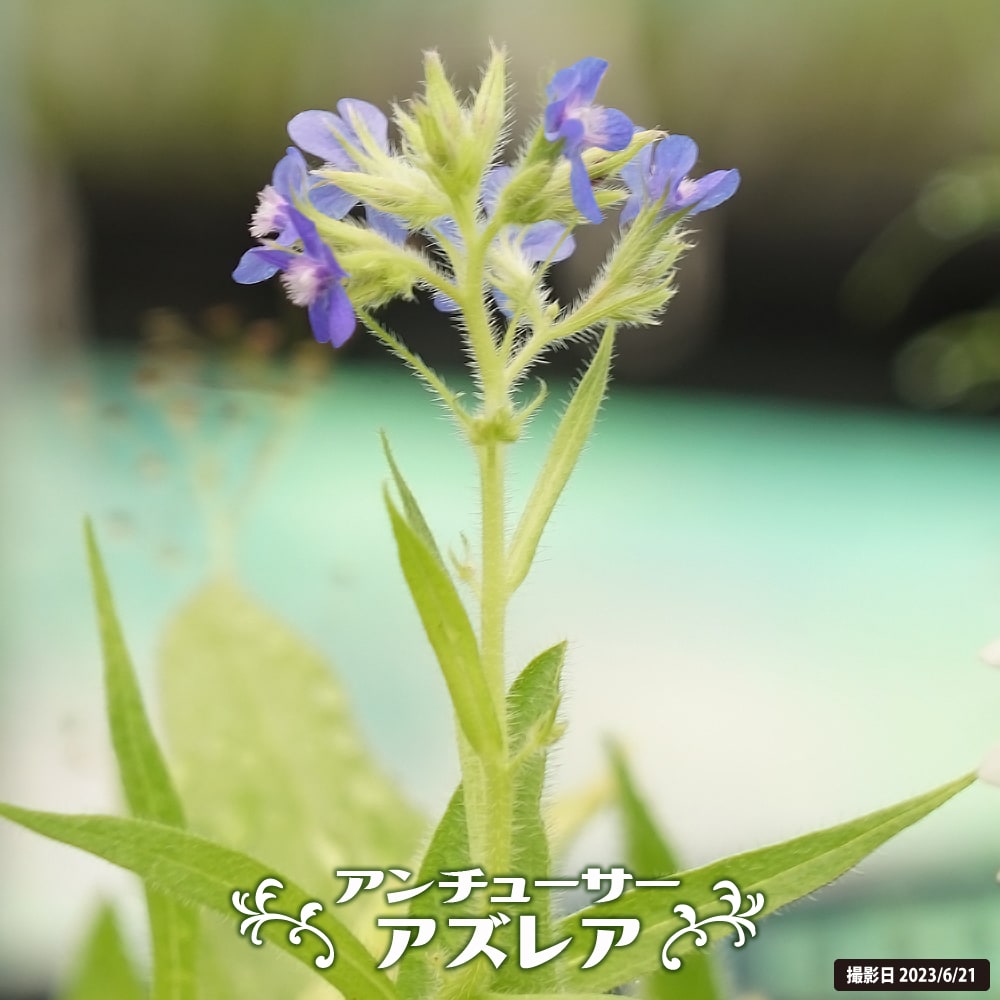 アンチューサ アズレア 