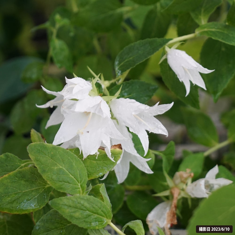 カンパニュラ ラティフォリア アルバ 2