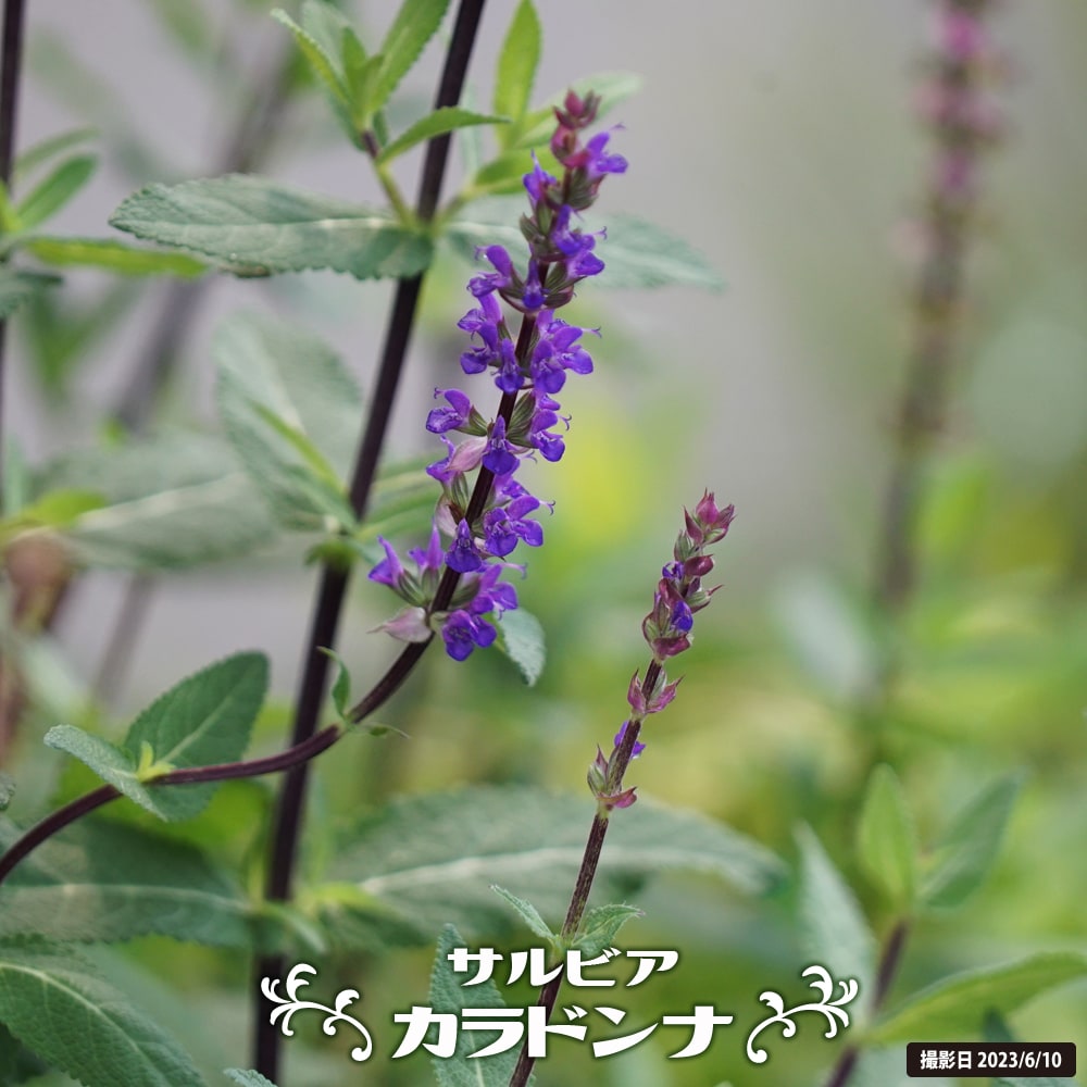 サルビア カラドンナ 