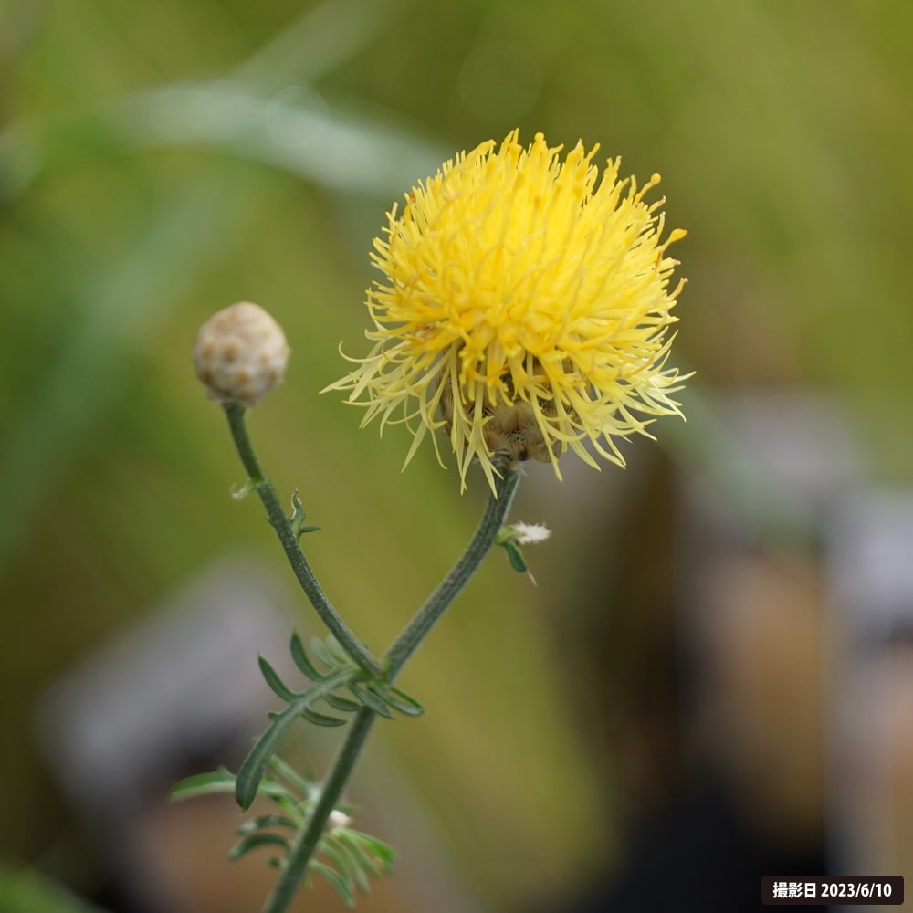 セントーレア オリエンタリス 3