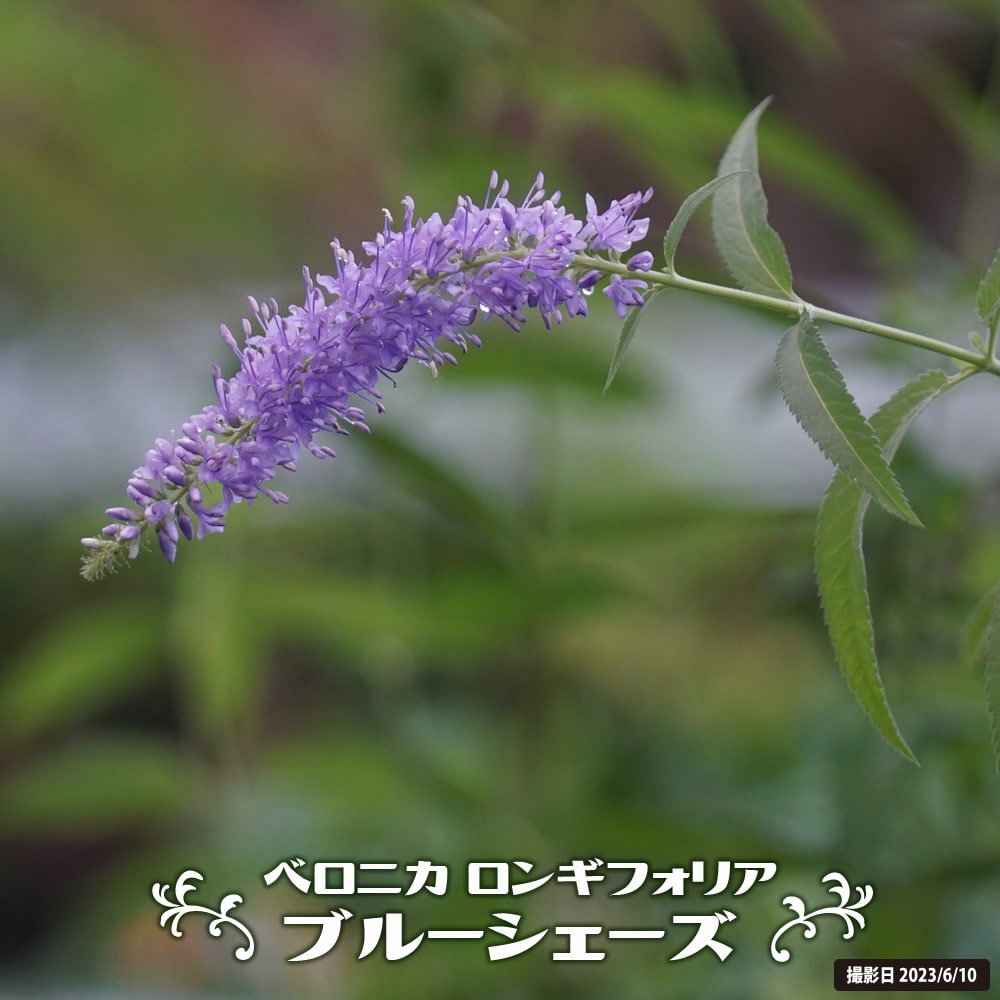 ベロニカ ブルーシェーズ 