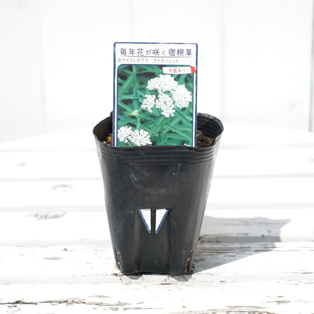 アスクレピアス アイスバレット 