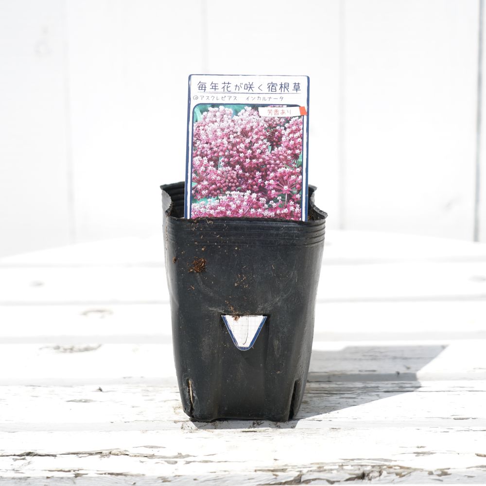 アスクレピアス インカルナータ 