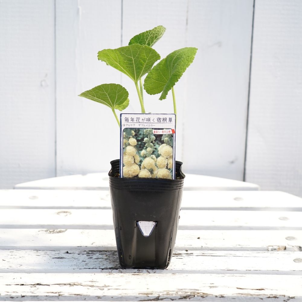 アルケア ダブルイエロー 