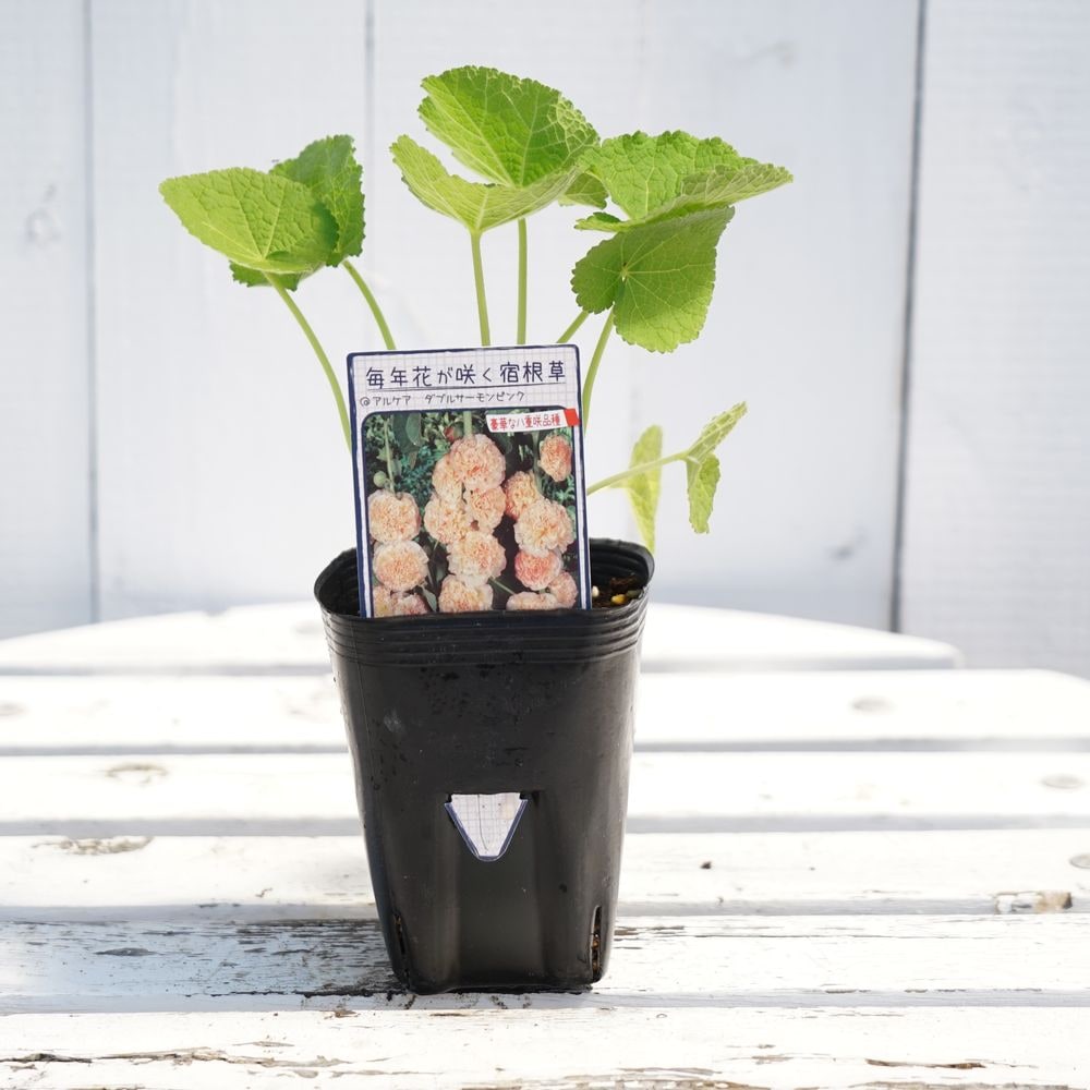 アルケア ダブルサーモンピンクの通販 苗木部 By 花ひろばオンライン
