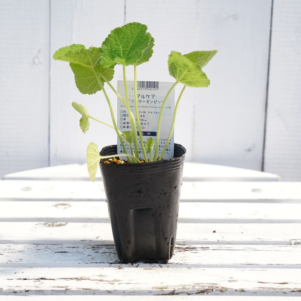 アルケア ダブルサーモンピンク 2