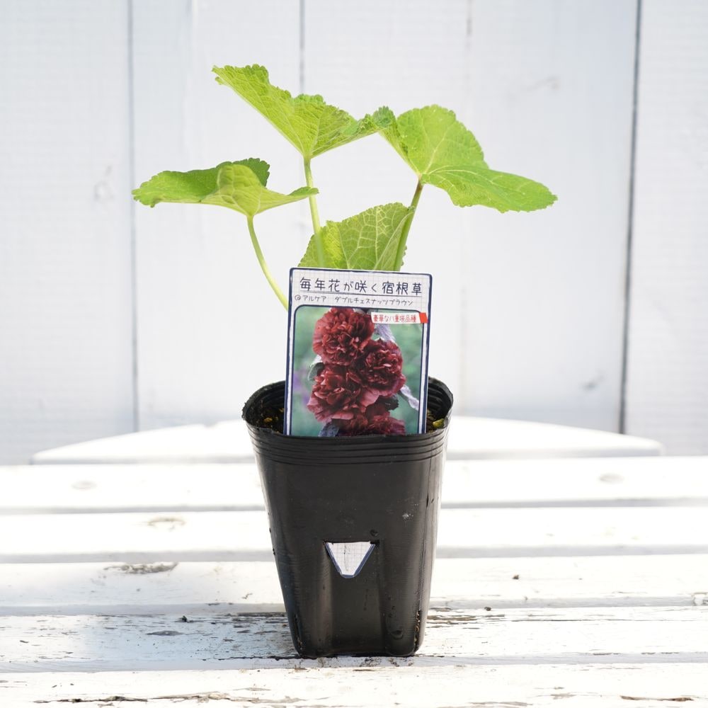 アルケア ダブルチェスナッツブラウン 