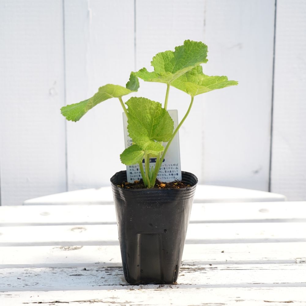 アルケア ダブルチェスナッツブラウンの通販 苗木部 By 花ひろばオンライン