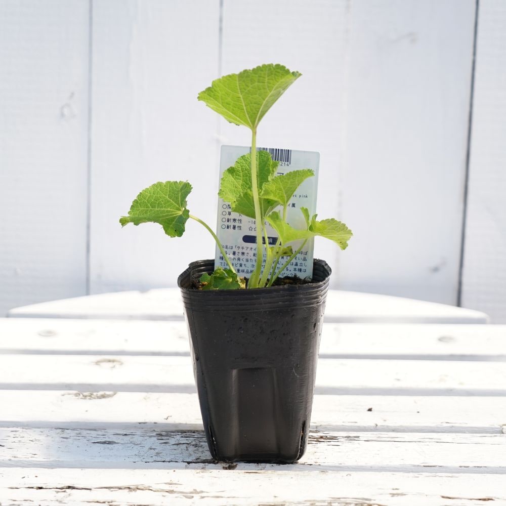 アルケア ダブルピンク 2