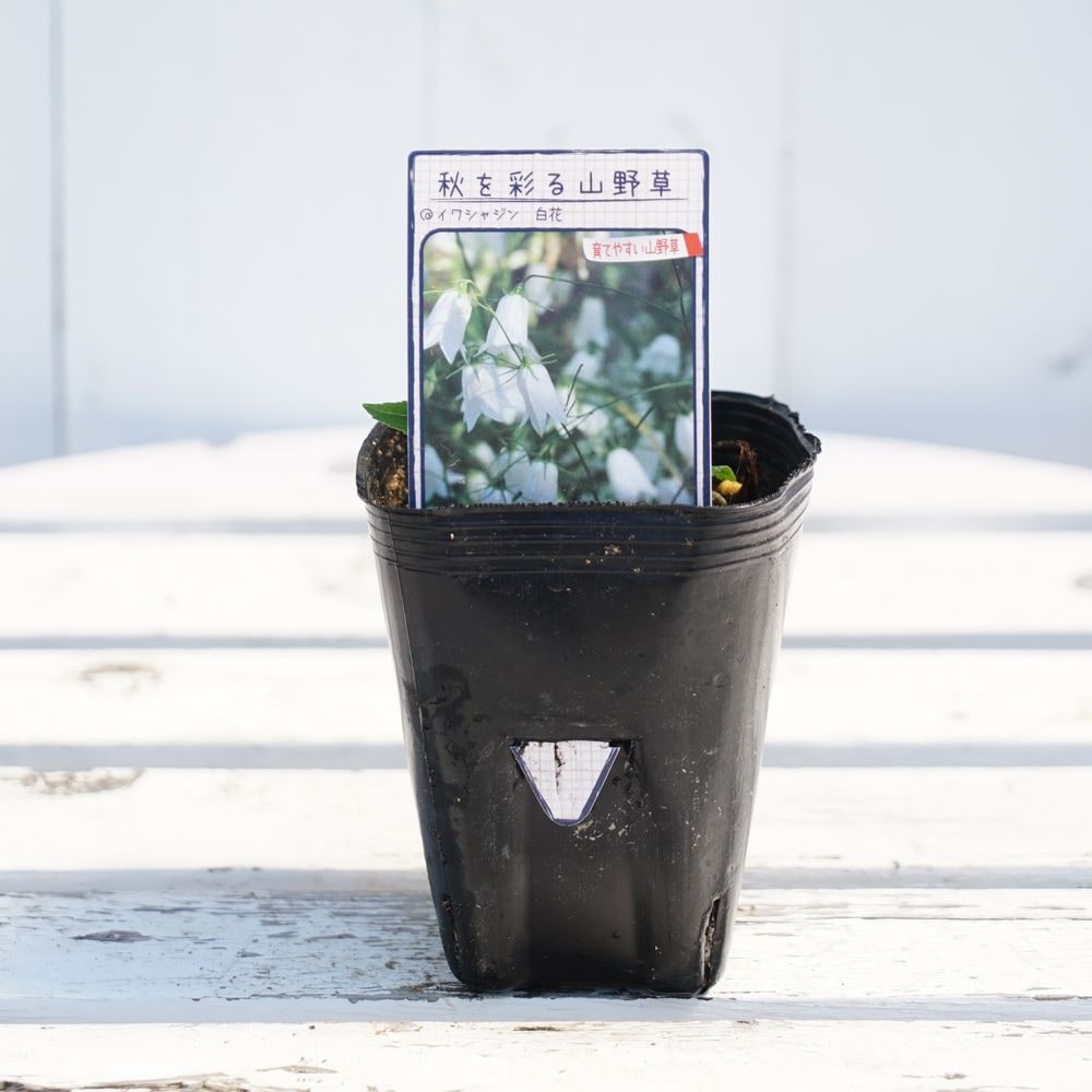 イワシャジン 白花 