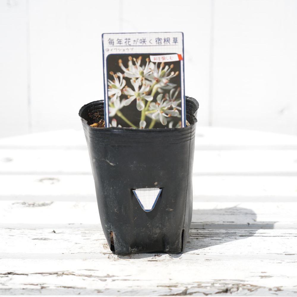 イワショウブ イワショウブ 