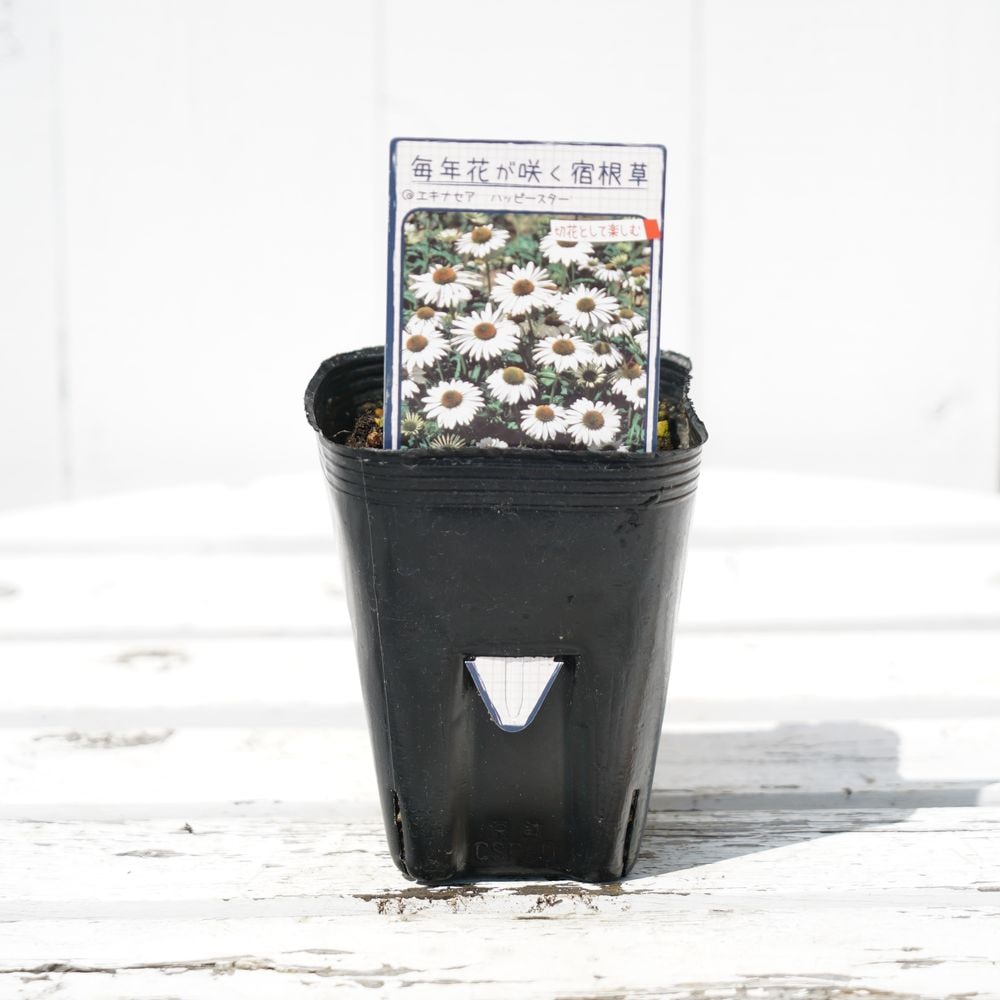 エキナセア ハッピースター 