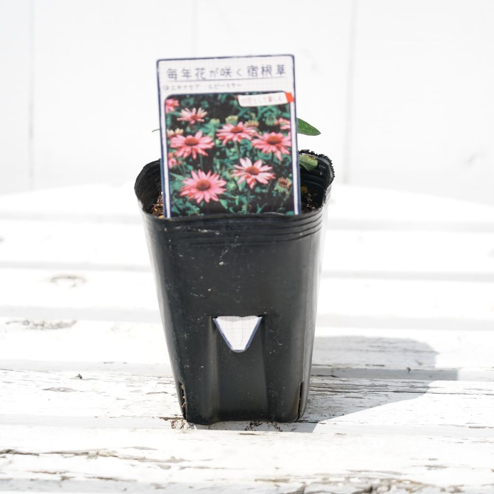 エキナセア ルビースター 