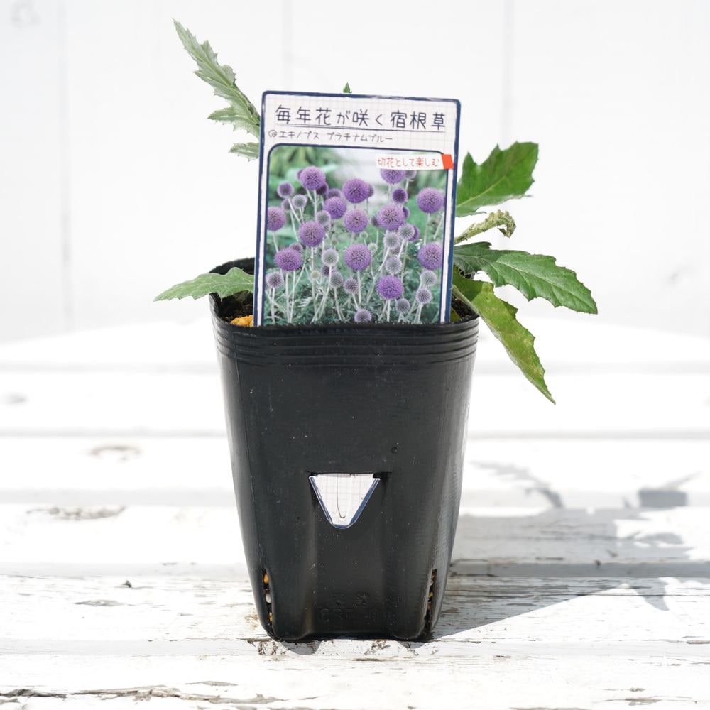 エキノプス （ルリタマアザミ） プラチナムブルー 